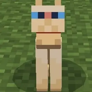 CatTop