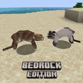 Cat Fighting - Bedrock Edition