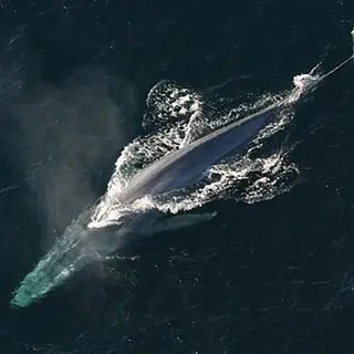 Blue whale pack