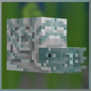 Nautilus Expansion