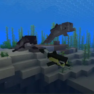 Moar Dolphins