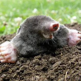Mole Men