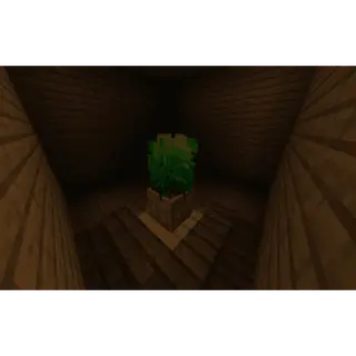 Pot Plant