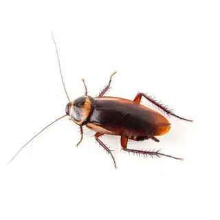 Flying Roach