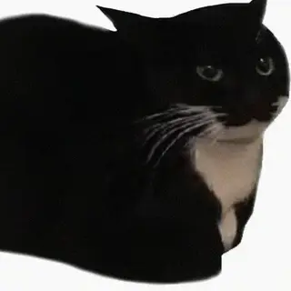 MAXWELL DA CAT