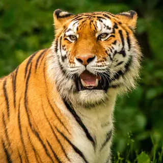 tiger!!!