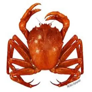 crab
