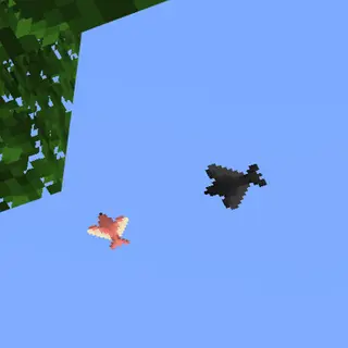 Fused's Birds!