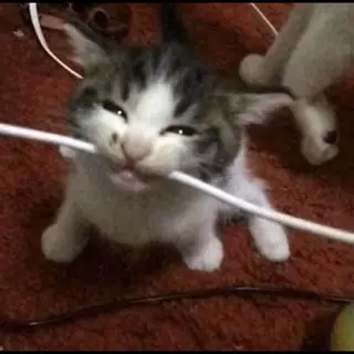Cat Bitting Wire Totem