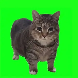 Oiia Oiia Cat Meme Totem