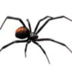 BlackWidow