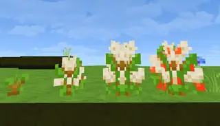 Chikorita Lover's Coffee Add-on | MCPE Addons