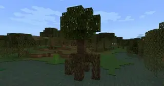 Elingo's The Wild Update Concept