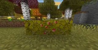Dexten's Autumn