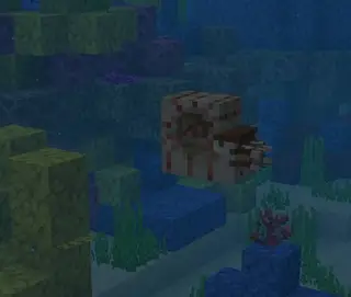 Not So Big Nautilus