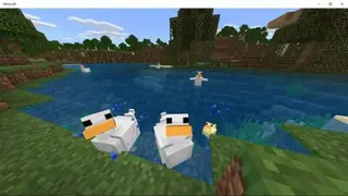 Duck