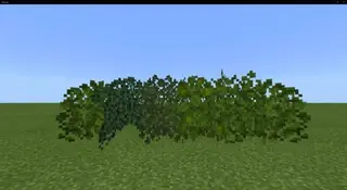 Bushy Leaves