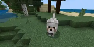 Giant Wolves