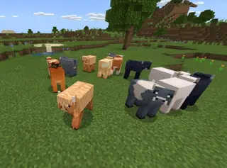 Genoa Cows