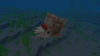 Nautilus