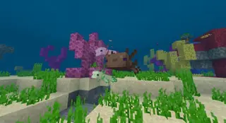 Axolotl Concept