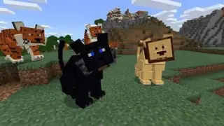BIG Cats