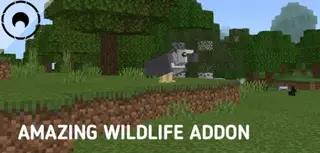 Amazing Wildlife