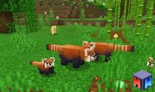 Red Panda