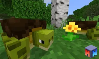 Tortoises