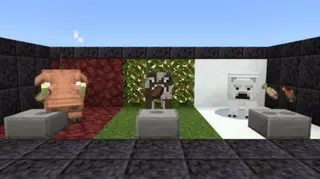 Auto-Cook