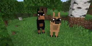 AnimalsPets