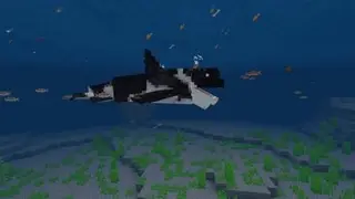 Orca / Killer Whale