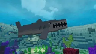 Shark