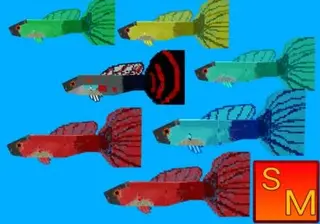 Guppy Fish