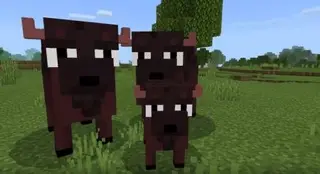 Bison