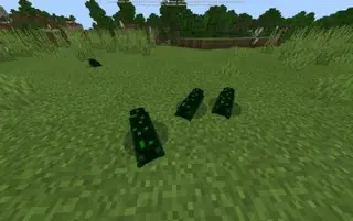 Insects