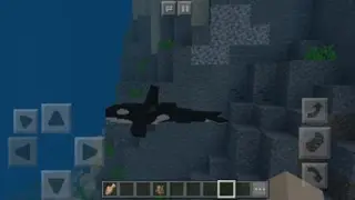 Dolphins