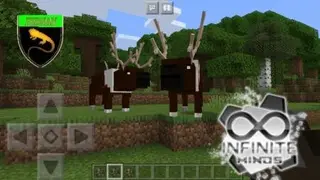 Reindeer