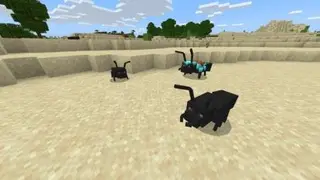 ANTS