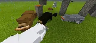 BetterBears