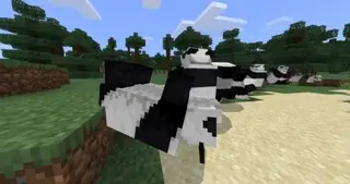 Rolling Pandas