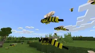 WASPS