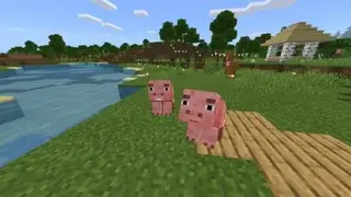 Pet Pigs