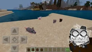 Rat