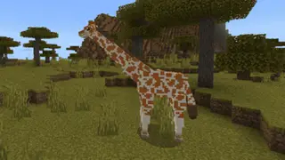 Giraffes