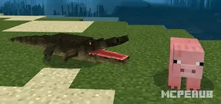 Alligator