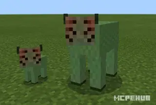 Cow Plus