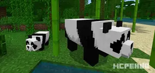 Panda Minecon 2018