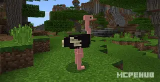 Ostrich