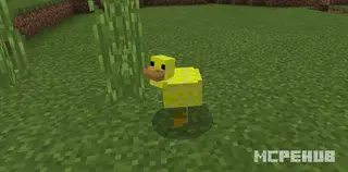 Explosive Ducks
